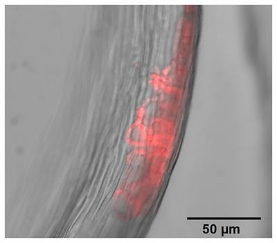 Quantification of Moss-Associated Cyanobacteria Using Phycocyanin Pigment Extraction